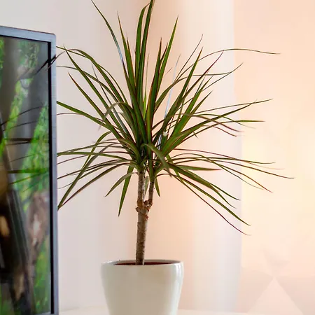 And Bonkan Hvar Apartamento Hvar Town