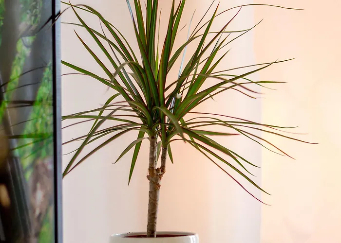 And Bonkan Hvar Daire Hvar Town